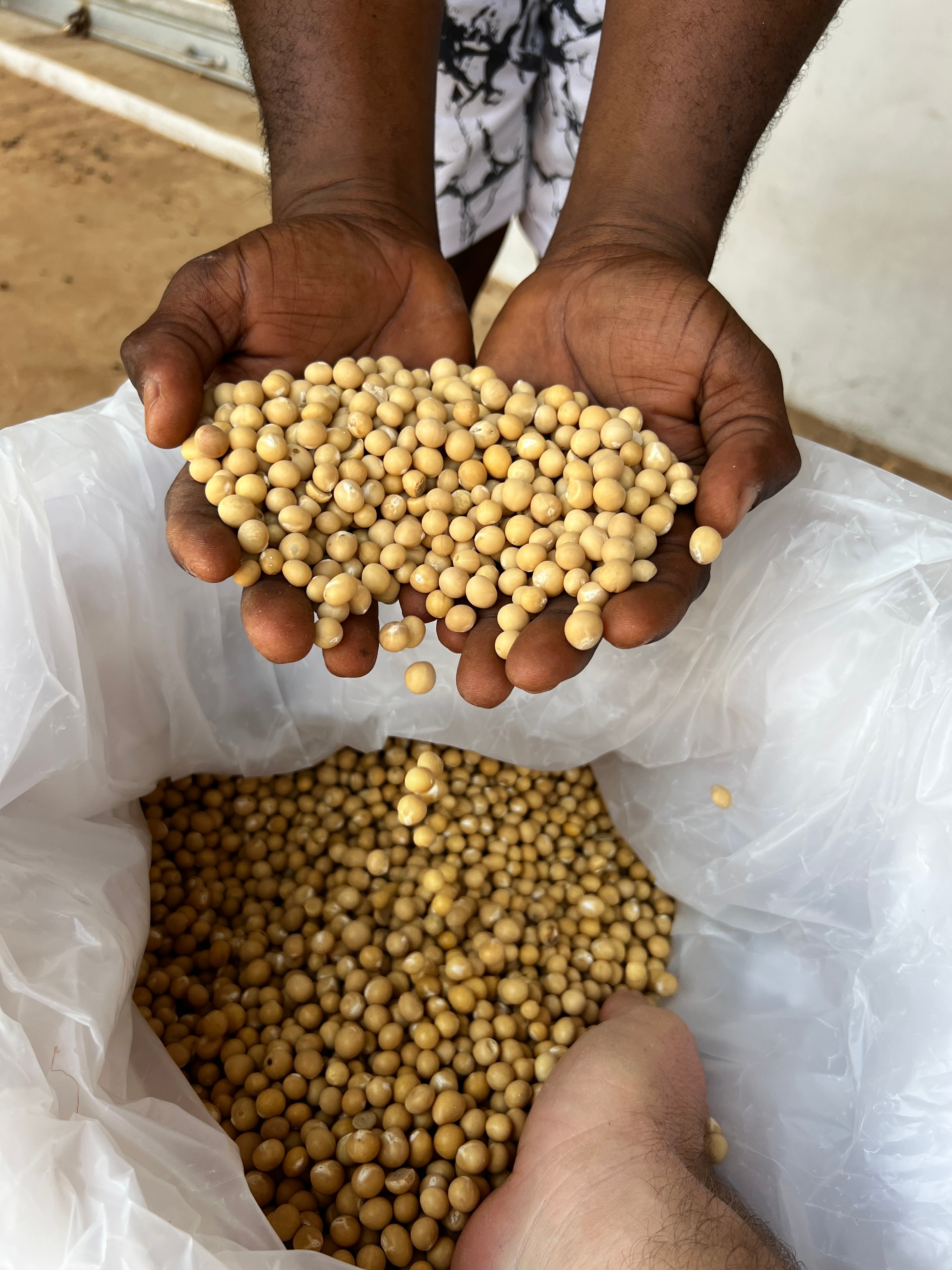 Bambara groundnut